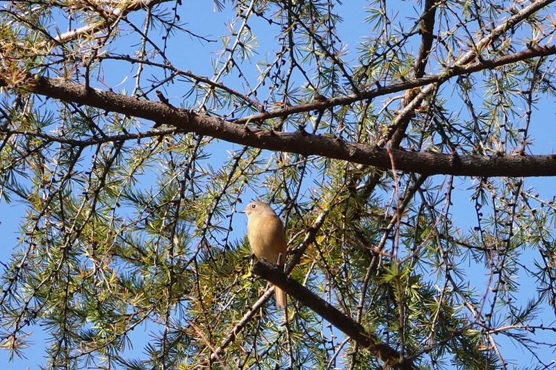 野鳥トレ　141　森林植物園_b0227552_20482958.jpg