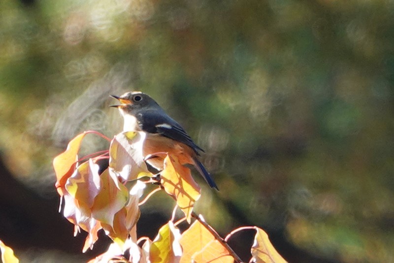 野鳥トレ　141　森林植物園_b0227552_20484062.jpg