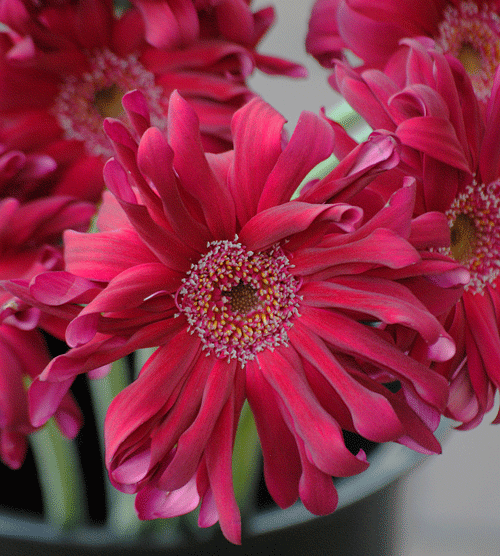 a0001354_23160907.gif