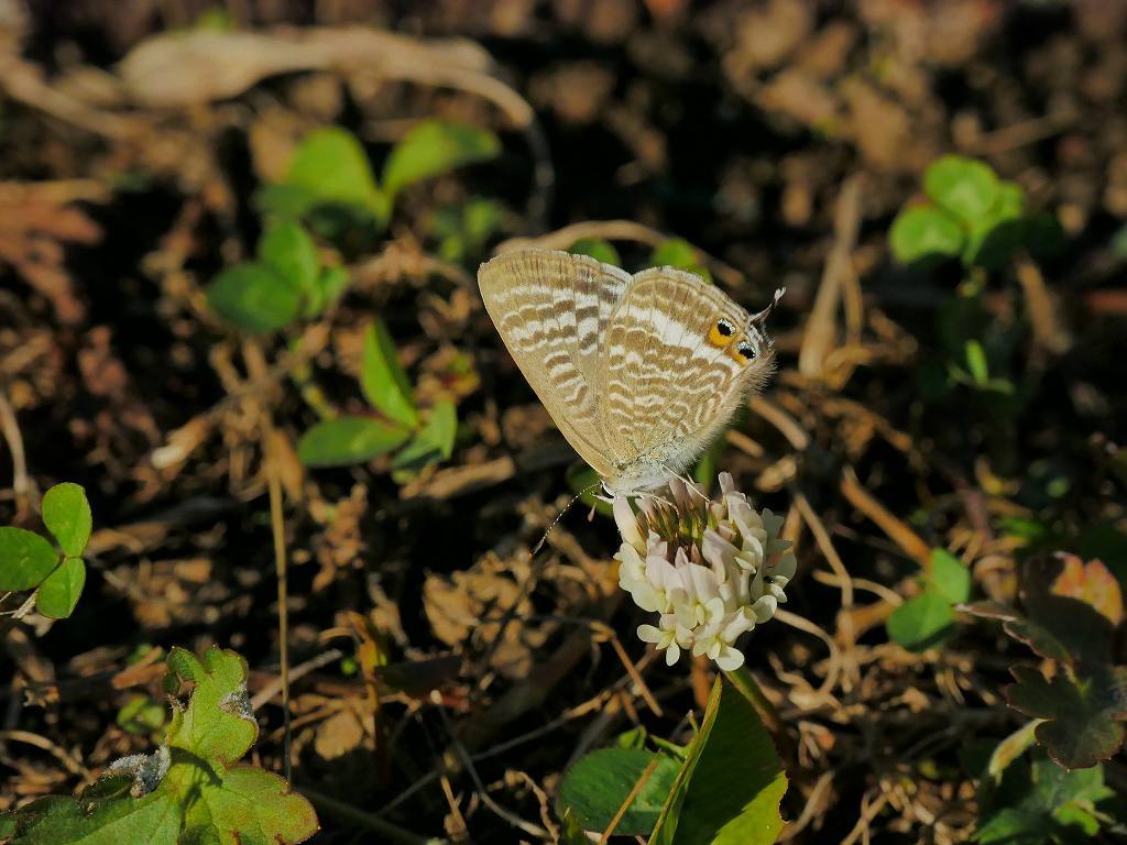 e0367158_20534313.jpg