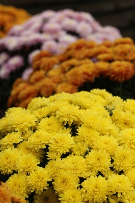 a0248459_15310250.jpg