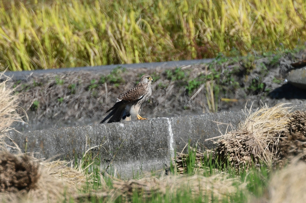 チョウゲンボウ_f0053272_20031844.jpg