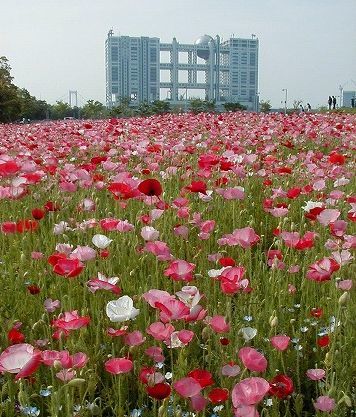 お台場には以前お花畑があったのよ 海と小さな浜辺のお台場散歩 ルソイの半バックパッカー旅