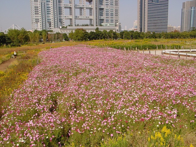 お台場には以前お花畑があったのよ 海と小さな浜辺のお台場散歩 ルソイの半バックパッカー旅