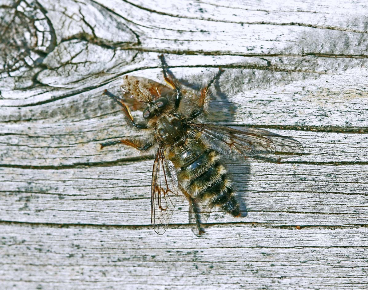 d0127488_13162225.jpg