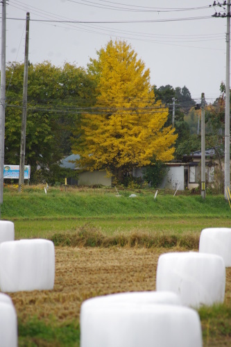 c0337494_16261885.jpg