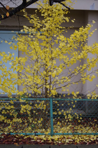 c0337494_16263892.jpg