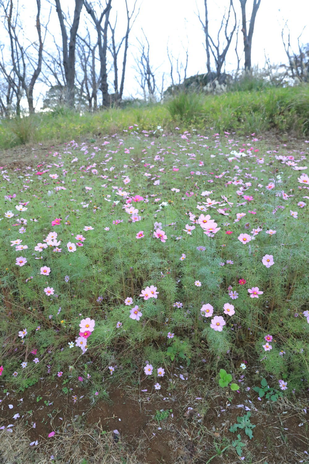 根岸森林公園へ_b0275998_22363786.jpg