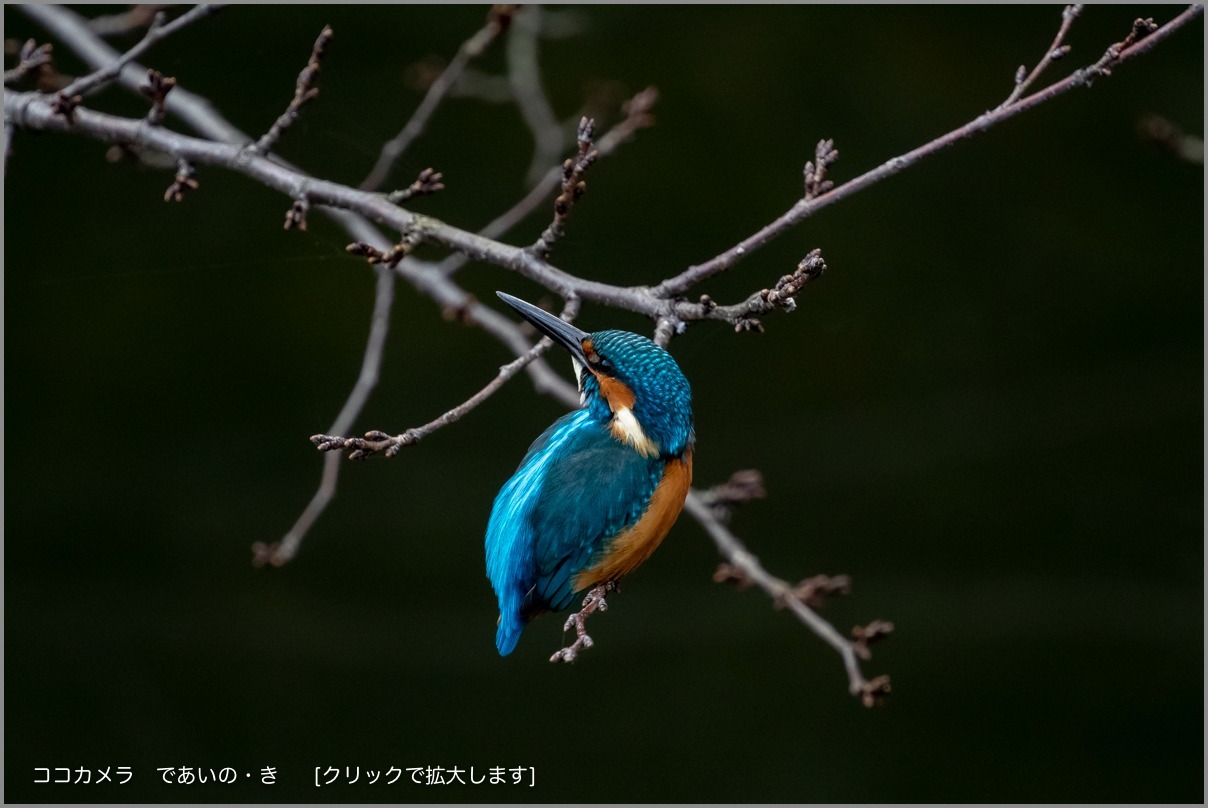 写真日記・多摩川探訪記-その121・小鳥の日/カワセミとモズ編・2018.11.10-①_c0336400_14413596.jpg