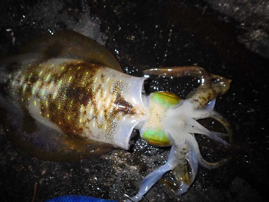 11月10日のエギング 富山湾エギング日記