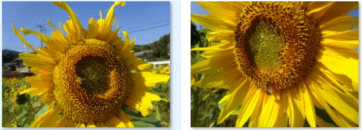 f0231709_15133689.gif