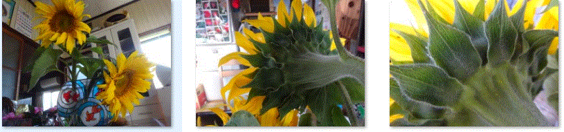 f0231709_15210068.gif