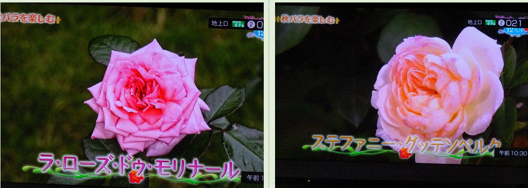 f0231709_17083647.gif
