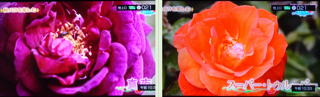 f0231709_17092798.gif