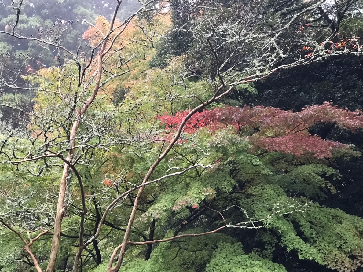 🍁真っ赤な真っ赤な紅葉まつり🍁_a0218119_21172784.jpg
