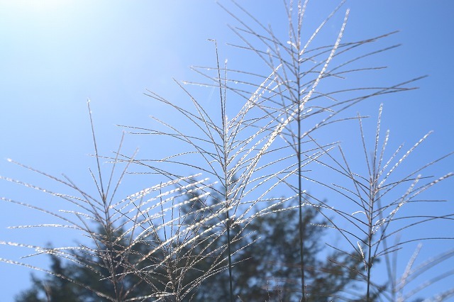 e0321325_14354270.jpg