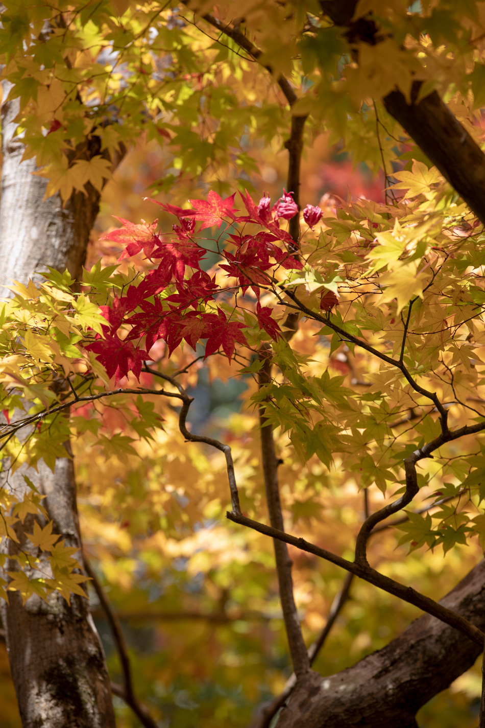 (7)「自然と紅葉」のトップページ　自然と紅葉」「自然の美と美」「紅葉求めて」「紅葉を求めて」_f0033831_16513694.jpg