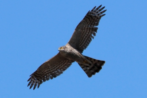 a0206332_10480459.jpg