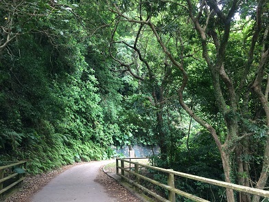 城門郊野国立公園のパイナップル・ダムでハイキング☆Pineapple Dam Nature Trail in Shing Mun Country Park_f0371533_14474673.jpg