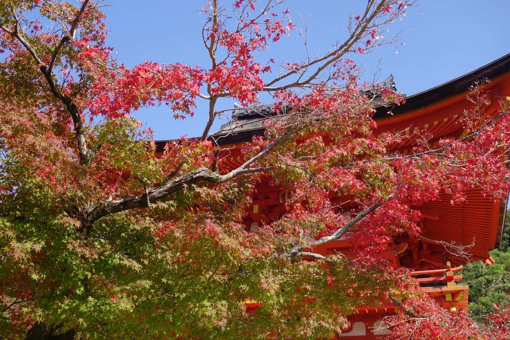 広島・不動院の紅葉(1)@2018-11-10_d0250840_06381811.jpg