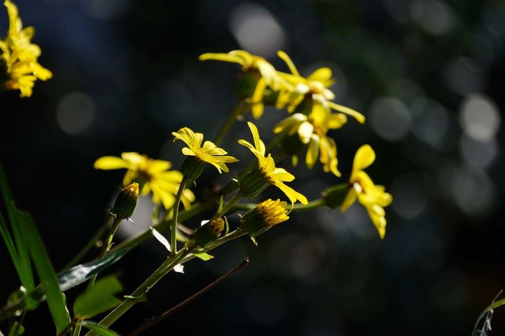 広島・不動院の紅葉(1)@2018-11-10_d0250840_06415754.jpg