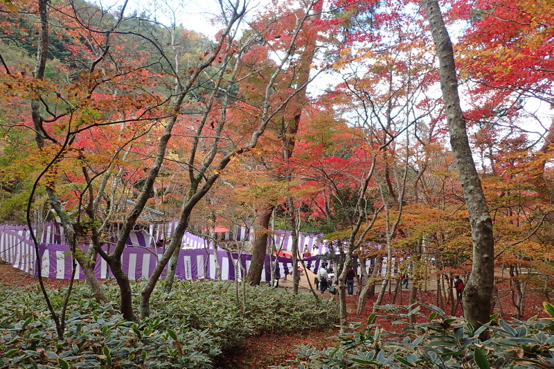 有馬、瑞宝寺公園から六甲ケーブルまで紅葉を楽しむ_c0218841_11064946.jpg