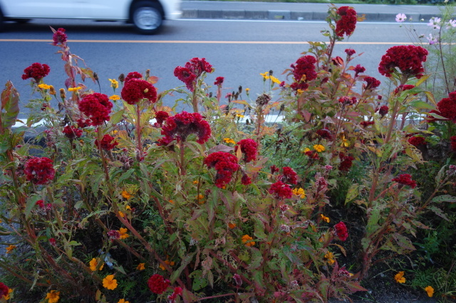 d0101846_07103177.jpeg