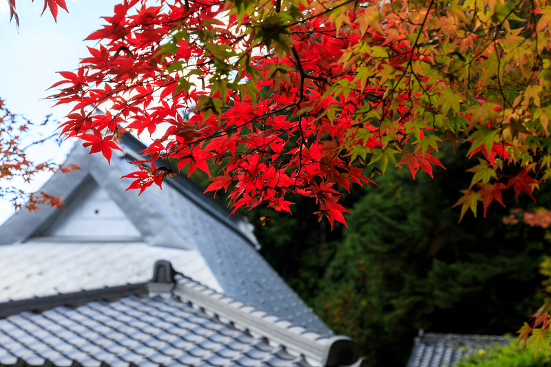 京の紅葉2018　染まりゆく苗秀寺_f0155048_22163262.jpg