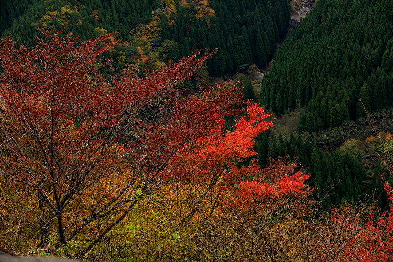 紅葉が彩る行者還林道_f0155048_23445060.jpg