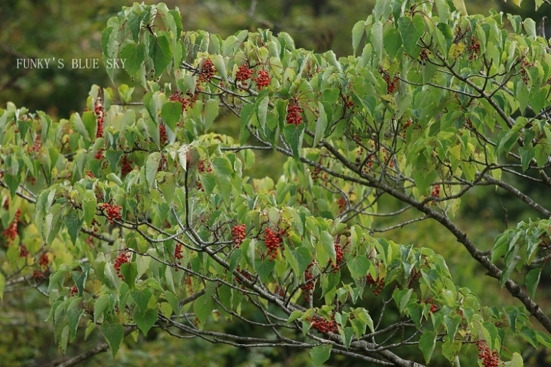 c0145250_09535391.jpg