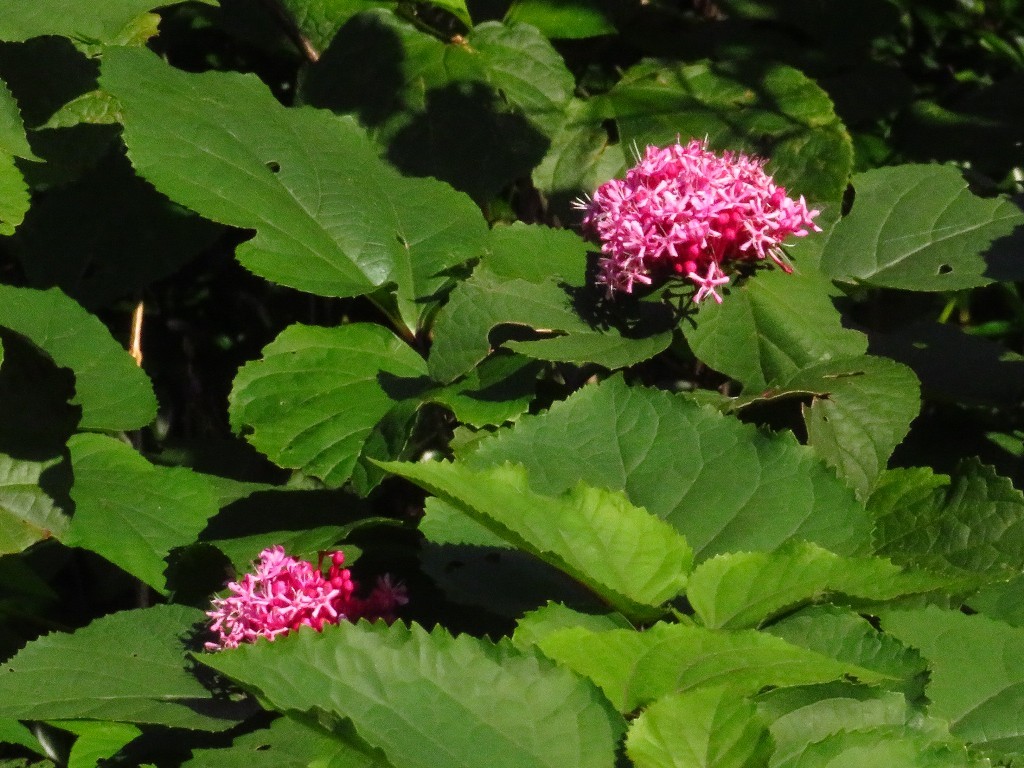 a0018655_09222617.jpg