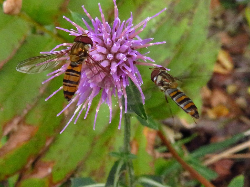 a0018655_09295906.jpg