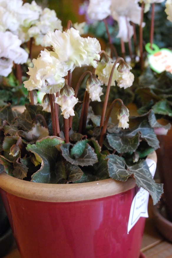 ミニシクラメンが入荷しました!+店内観葉植物をセール中です。_a0201358_17420837.jpg