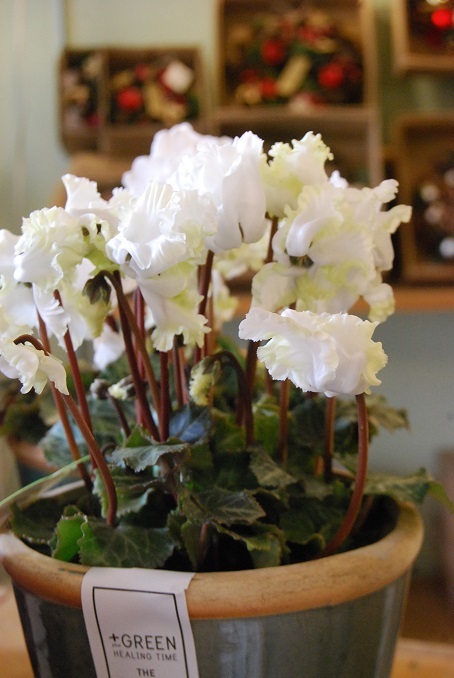 ミニシクラメンが入荷しました!+店内観葉植物をセール中です。_a0201358_17421837.jpg
