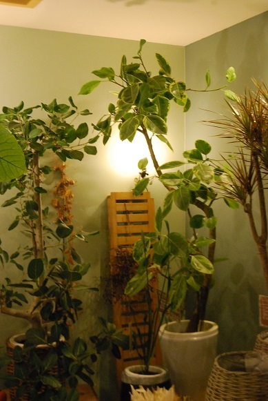 ミニシクラメンが入荷しました!+店内観葉植物をセール中です。_a0201358_17531632.jpg