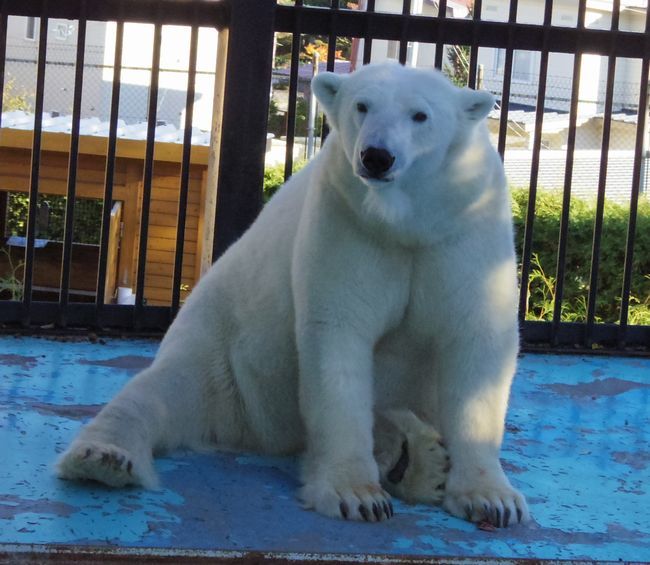 11月1日のおびひろ動物園のアイラ②_b0014576_23530524.jpg