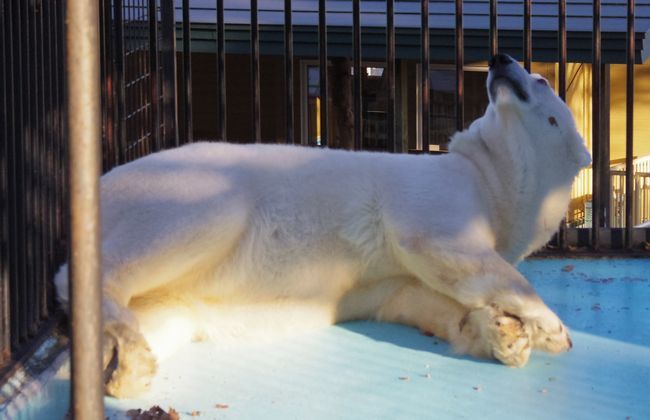 11月1日のおびひろ動物園のアイラ②_b0014576_23531646.jpg