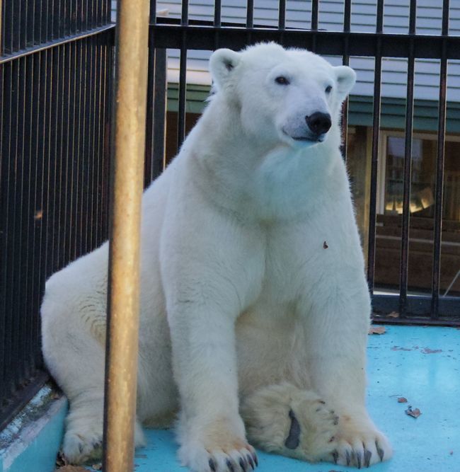 11月1日のおびひろ動物園のアイラ②_b0014576_23533639.jpg