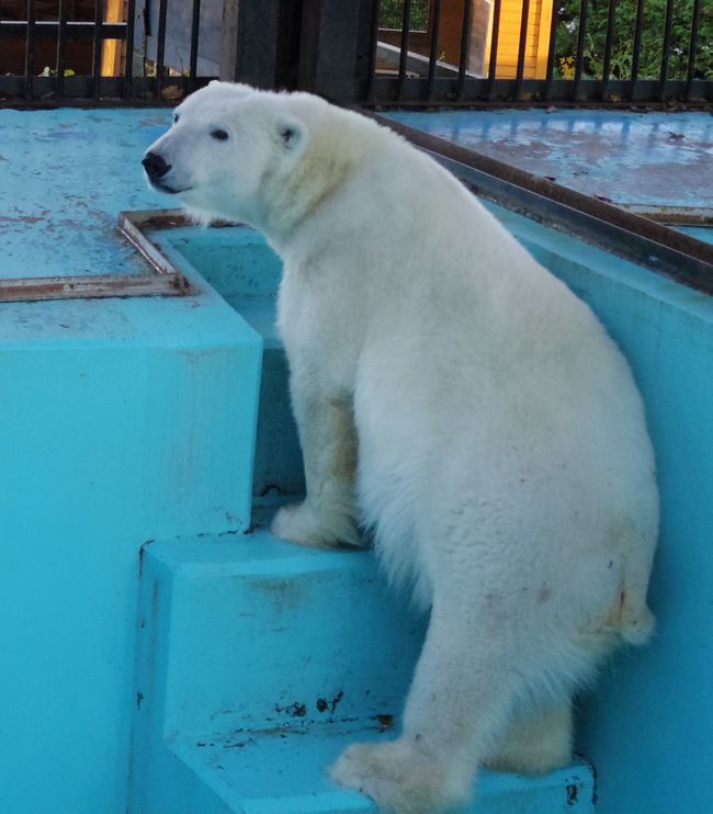 11月1日のおびひろ動物園のアイラ②_b0014576_23585148.jpg