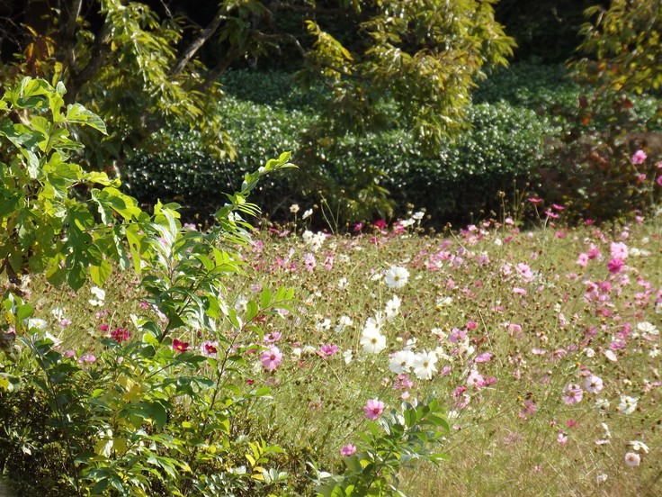 『ぎふ清流里山公園の秋散歩　1』_d0054276_20385328.jpg