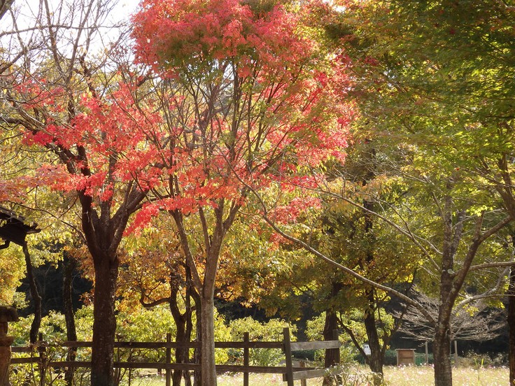 『ぎふ清流里山公園の秋散歩　1』_d0054276_20392889.jpg