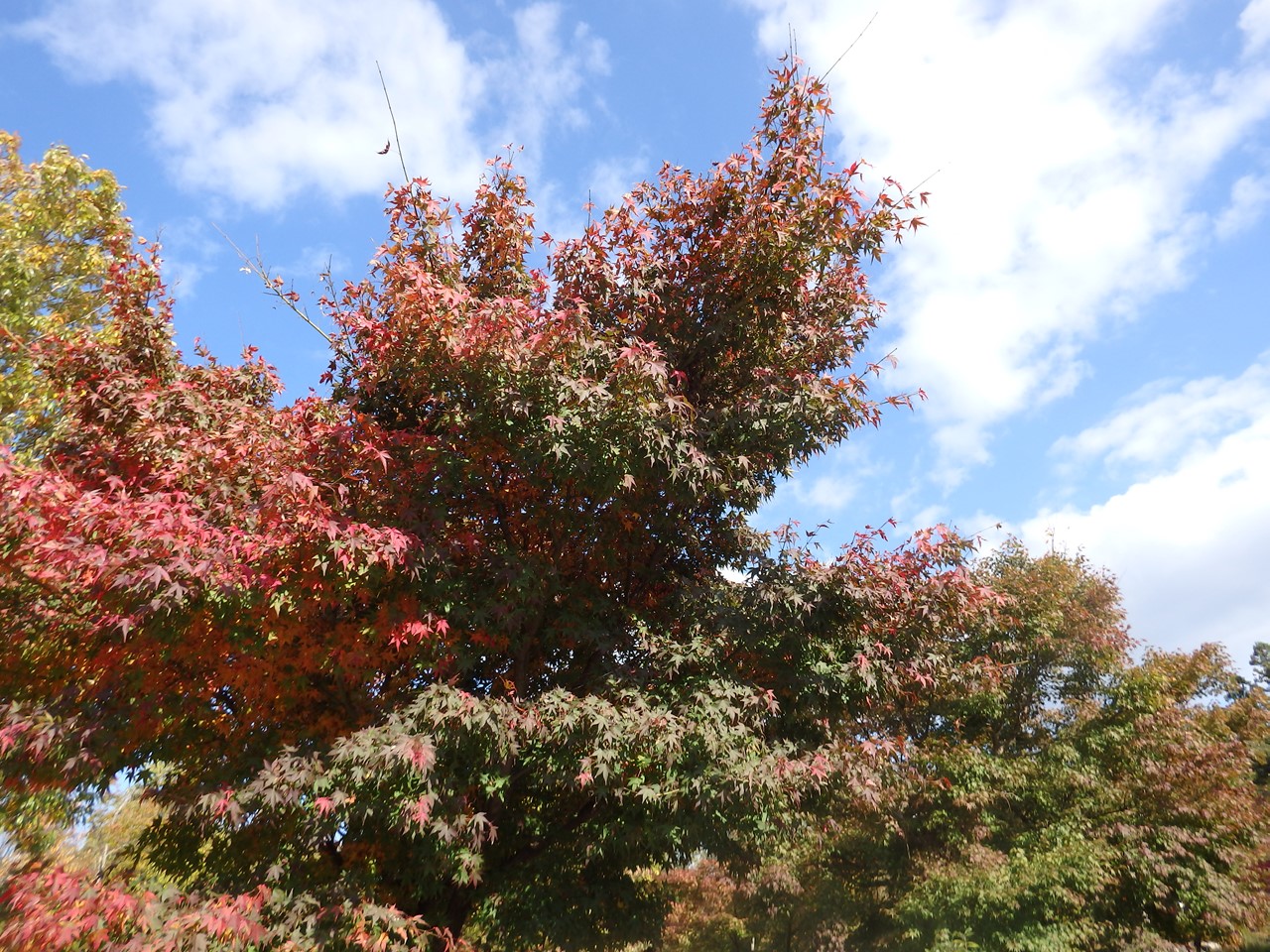 『ぎふ清流里山公園の秋散歩　1』_d0054276_20395881.jpg