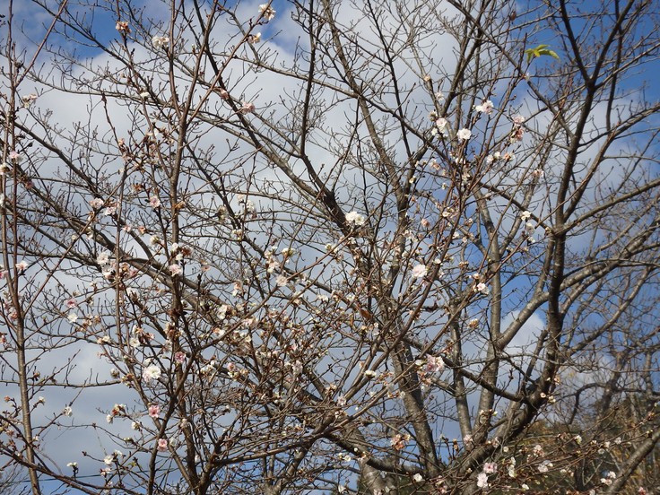 『ぎふ清流里山公園の秋散歩　1』_d0054276_20404493.jpg