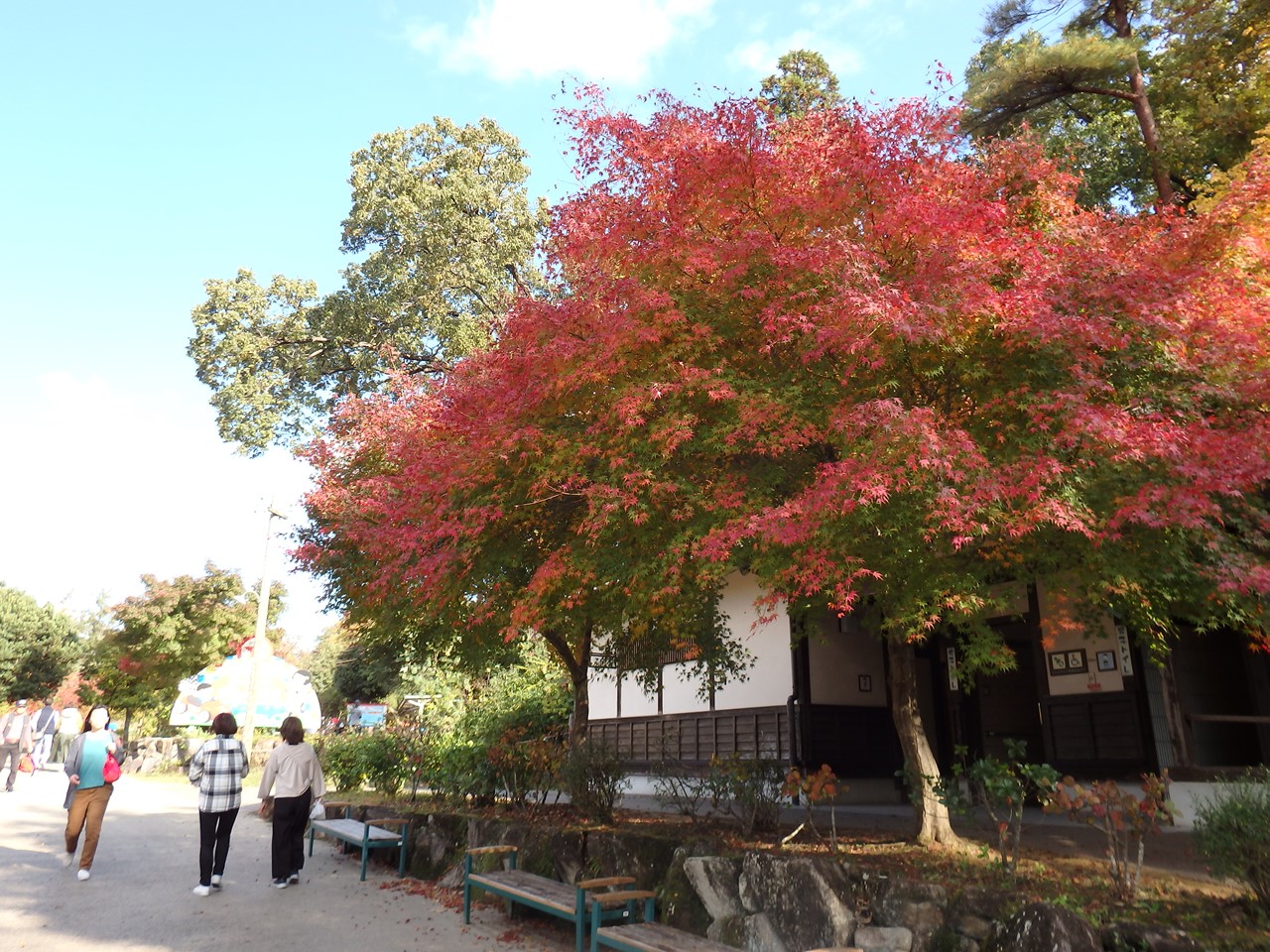 『ぎふ清流里山公園の秋散歩　1』_d0054276_20415922.jpg