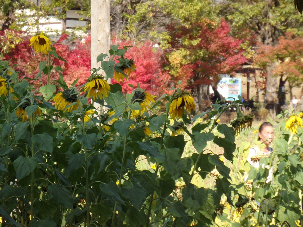 『ぎふ清流里山公園の秋散歩　1』_d0054276_20422398.jpg