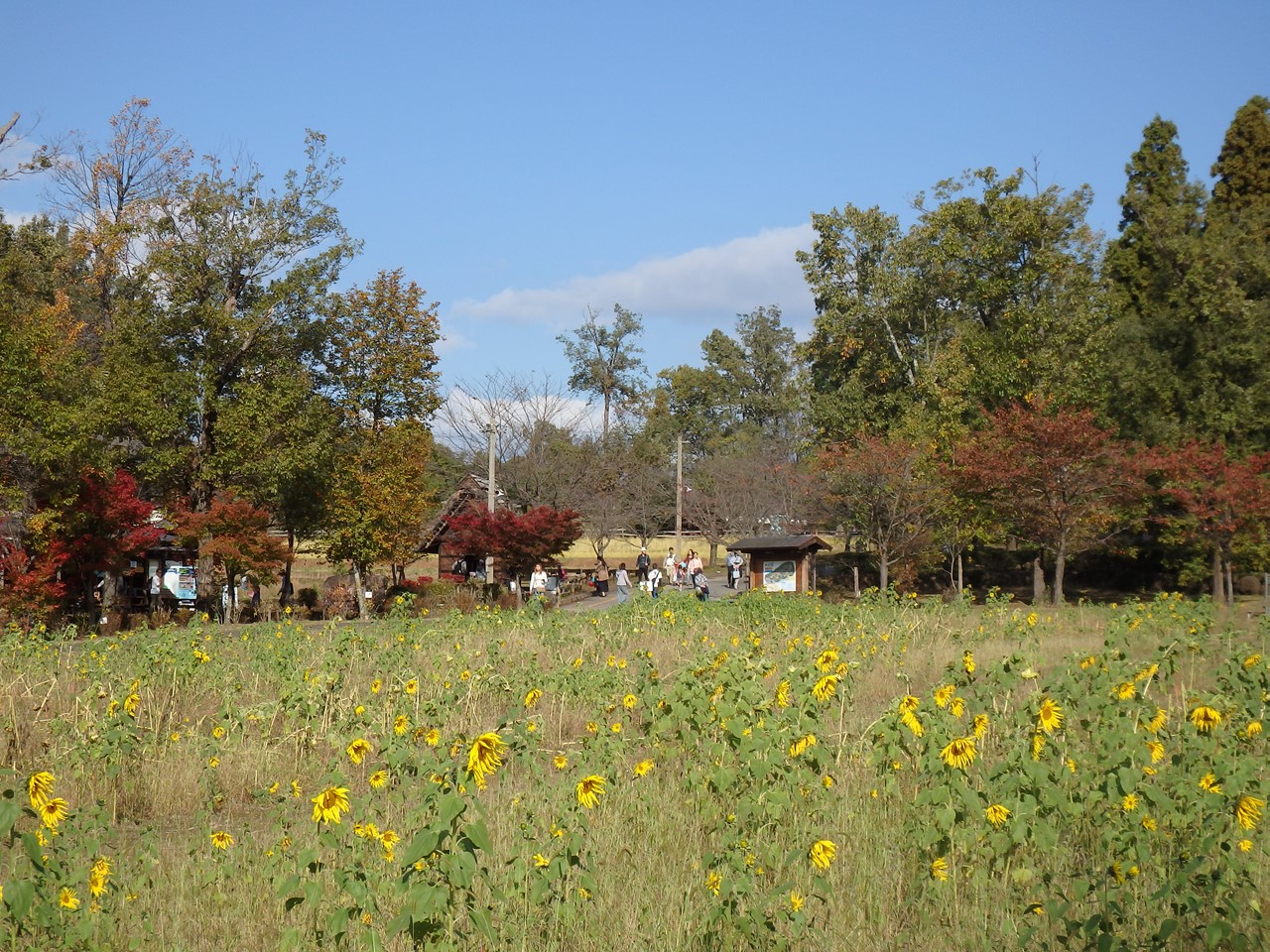 『ぎふ清流里山公園の秋散歩　1』_d0054276_2042346.jpg