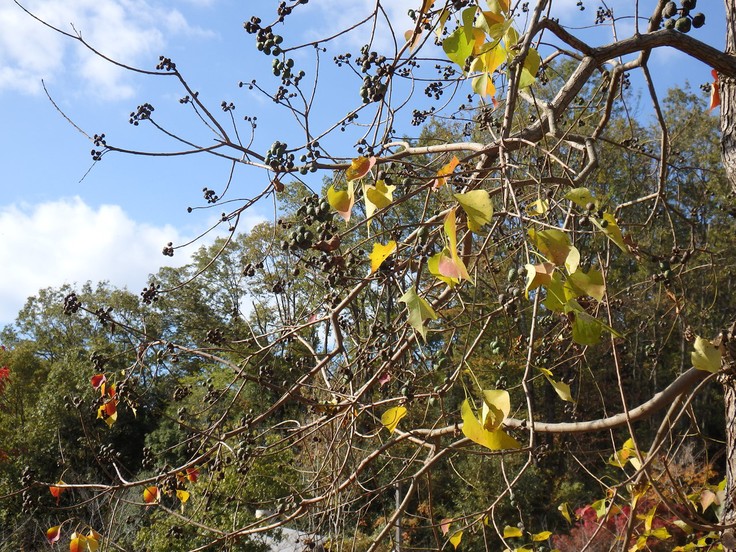 『ぎふ清流里山公園の秋散歩　1』_d0054276_20434379.jpg