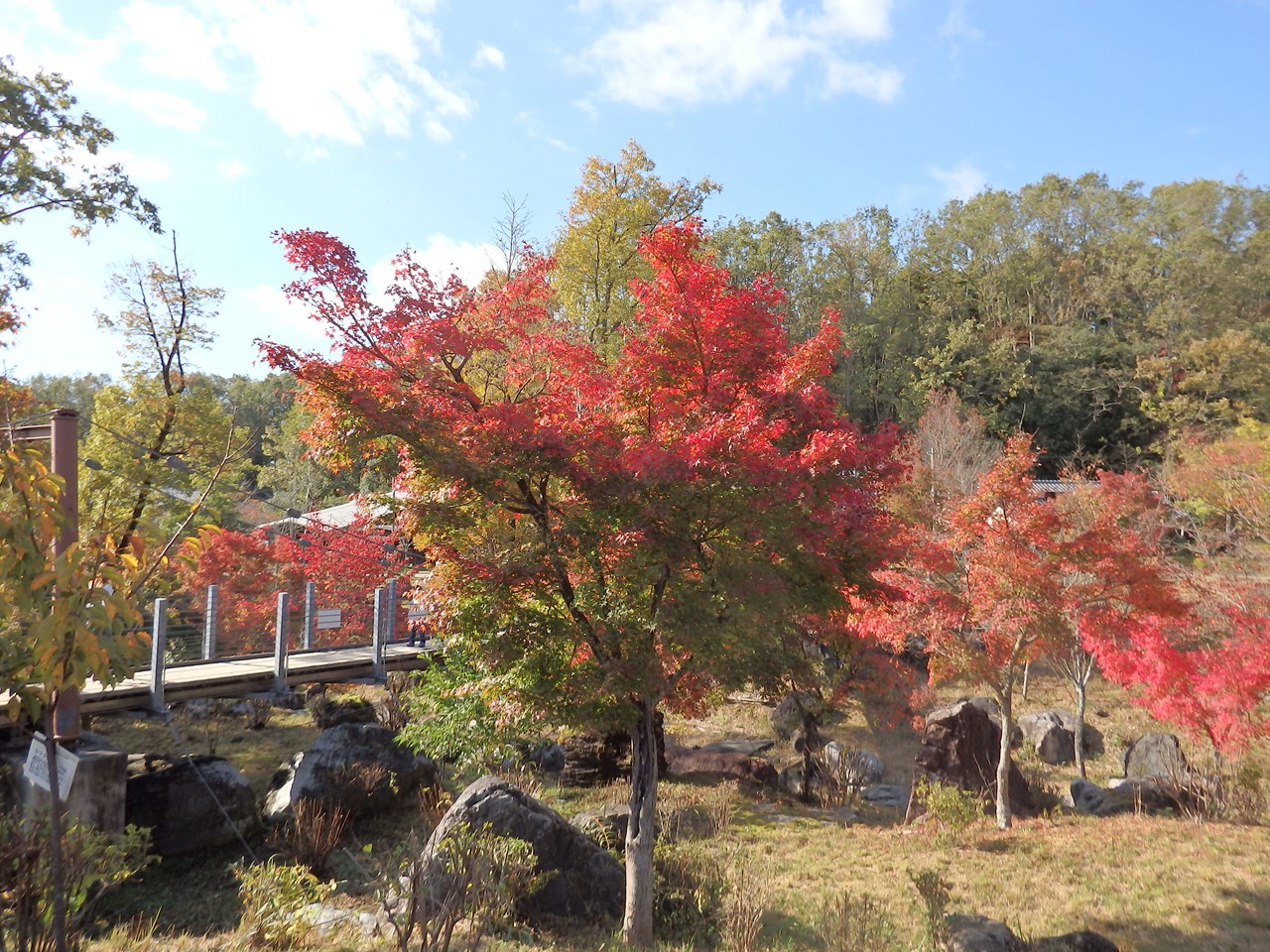 『ぎふ清流里山公園の秋散歩　1』_d0054276_20442259.jpg