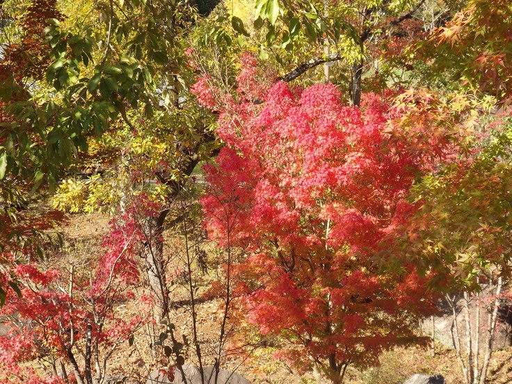 『ぎふ清流里山公園の秋散歩　1』_d0054276_20444447.jpg