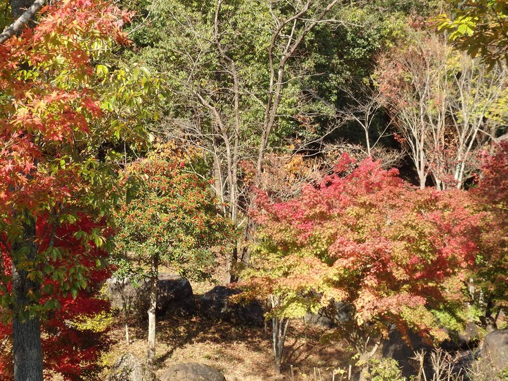 『ぎふ清流里山公園の秋散歩　1』_d0054276_20445676.jpg